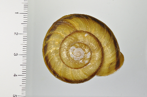  ( - SDNCU-A1297)  @14 [ ] Copyright (2014) Unspecified Specimen depository of the Graduate School of Natural Sciences, Nagoya City University