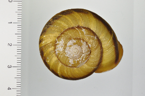  ( - SDNCU-A1298)  @14 [ ] Copyright (2014) Unspecified Specimen depository of the Graduate School of Natural Sciences, Nagoya City University