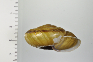  ( - SDNCU-A1297)  @14 [ ] Copyright (2014) Unspecified Specimen depository of the Graduate School of Natural Sciences, Nagoya City University