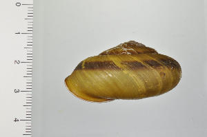  (Euhadra sandai - SDNCU-A1298)  @14 [ ] Copyright (2014) Unspecified Specimen depository of the Graduate School of Natural Sciences, Nagoya City University