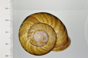  ( - SDNCU-A1366)  @14 [ ] Copyright (2014) Unspecified Specimen depository of the Graduate School of Natural Sciences, Nagoya City University