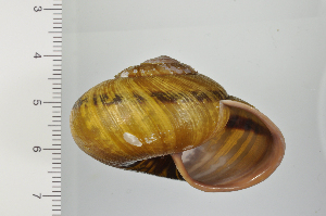  ( - SDNCU-A1366)  @14 [ ] Copyright (2014) Unspecified Specimen depository of the Graduate School of Natural Sciences, Nagoya City University