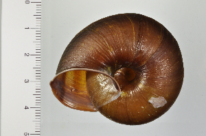  (Euhadra sandai - SDNCU-A1306)  @14 [ ] Copyright (2014) Unspecified Specimen depository of the Graduate School of Natural Sciences, Nagoya City University