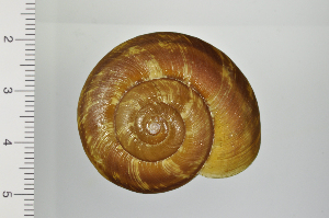  ( - SDNCU-A1291)  @14 [ ] Copyright (2014) Unspecified Specimen depository of the Graduate School of Natural Sciences, Nagoya City University