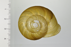  ( - SDNCU-A1367)  @14 [ ] Copyright (2014) Unspecified Specimen depository of the Graduate School of Natural Sciences, Nagoya City University