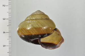  ( - SDNCU-A1172)  @14 [ ] Copyright (2014) Unspecified Specimen depository of the Graduate School of Natural Sciences, Nagoya City University