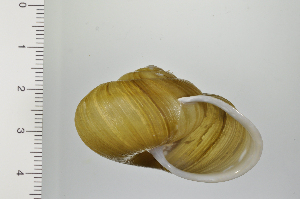  ( - SDNCU-A1367)  @14 [ ] Copyright (2014) Unspecified Specimen depository of the Graduate School of Natural Sciences, Nagoya City University
