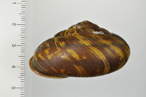  ( - SDNCU-A1293)  @14 [ ] Copyright (2014) Unspecified Specimen depository of the Graduate School of Natural Sciences, Nagoya City University