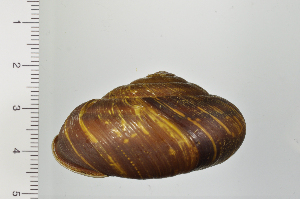  ( - SDNCU-A1296)  @14 [ ] Copyright (2014) Unspecified Specimen depository of the Graduate School of Natural Sciences, Nagoya City University