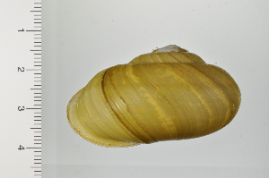  ( - SDNCU-A1367)  @14 [ ] Copyright (2014) Unspecified Specimen depository of the Graduate School of Natural Sciences, Nagoya City University