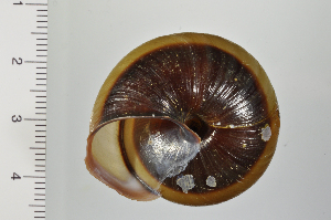  ( - SDNCU-A1172)  @14 [ ] Copyright (2014) Unspecified Specimen depository of the Graduate School of Natural Sciences, Nagoya City University