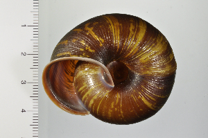  ( - SDNCU-A1293)  @14 [ ] Copyright (2014) Unspecified Specimen depository of the Graduate School of Natural Sciences, Nagoya City University