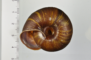  ( - SDNCU-A1296)  @14 [ ] Copyright (2014) Unspecified Specimen depository of the Graduate School of Natural Sciences, Nagoya City University