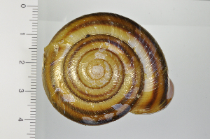  ( - SDNCU-A1371)  @14 [ ] Copyright (2014) Unspecified Specimen depository of the Graduate School of Natural Sciences, Nagoya City University