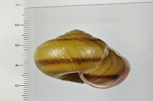  ( - SDNCU-A1370)  @14 [ ] Copyright (2014) Unspecified Specimen depository of the Graduate School of Natural Sciences, Nagoya City University