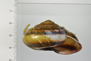  ( - SDNCU-A1371)  @14 [ ] Copyright (2014) Unspecified Specimen depository of the Graduate School of Natural Sciences, Nagoya City University