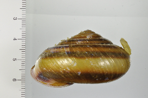  ( - SDNCU-A1371)  @14 [ ] Copyright (2014) Unspecified Specimen depository of the Graduate School of Natural Sciences, Nagoya City University