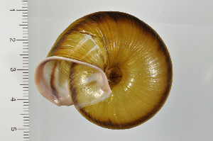  ( - SDNCU-A1370)  @14 [ ] Copyright (2014) Unspecified Specimen depository of the Graduate School of Natural Sciences, Nagoya City University