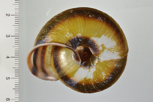  ( - SDNCU-A1371)  @14 [ ] Copyright (2014) Unspecified Specimen depository of the Graduate School of Natural Sciences, Nagoya City University