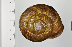  ( - SDNCU-A1295)  @14 [ ] Copyright (2014) Unspecified Specimen depository of the Graduate School of Natural Sciences, Nagoya City University