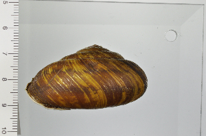  ( - SDNCU-A1294)  @14 [ ] Copyright (2014) Unspecified Specimen depository of the Graduate School of Natural Sciences, Nagoya City University