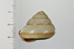  ( - SDNCU-A1180)  @14 [ ] Copyright (2014) Unspecified Specimen depository of the Graduate School of Natural Sciences, Nagoya City University