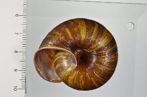  ( - SDNCU-A1294)  @14 [ ] Copyright (2014) Unspecified Specimen depository of the Graduate School of Natural Sciences, Nagoya City University