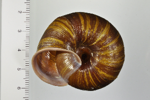  ( - SDNCU-A1295)  @14 [ ] Copyright (2014) Unspecified Specimen depository of the Graduate School of Natural Sciences, Nagoya City University