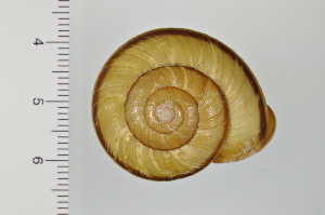  ( - SDNCU-A1280)  @14 [ ] Copyright (2014) Unspecified Specimen depository of the Graduate School of Natural Sciences, Nagoya City University