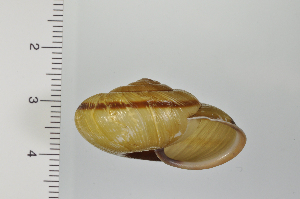  ( - SDNCU-A1280)  @14 [ ] Copyright (2014) Unspecified Specimen depository of the Graduate School of Natural Sciences, Nagoya City University