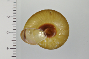  ( - SDNCU-A1280)  @14 [ ] Copyright (2014) Unspecified Specimen depository of the Graduate School of Natural Sciences, Nagoya City University