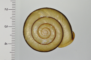  ( - SDNCU-A1171)  @14 [ ] Copyright (2014) Unspecified Specimen depository of the Graduate School of Natural Sciences, Nagoya City University