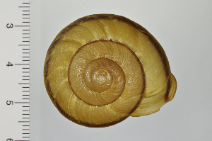  ( - SDNCU-A1197)  @14 [ ] Copyright (2014) Unspecified Specimen depository of the Graduate School of Natural Sciences, Nagoya City University