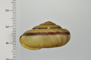  ( - SDNCU-A1171)  @14 [ ] Copyright (2014) Unspecified Specimen depository of the Graduate School of Natural Sciences, Nagoya City University