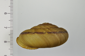  ( - SDNCU-A1197)  @14 [ ] Copyright (2014) Unspecified Specimen depository of the Graduate School of Natural Sciences, Nagoya City University