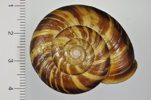  (Euhadra brandtii - SDNCU-A1122)  @14 [ ] Copyright (2014) Unspecified Specimen depository of the Graduate School of Natural Sciences, Nagoya City University