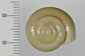  ( - SDNCU-A1165)  @14 [ ] Copyright (2014) Unspecified Specimen depository of the Graduate School of Natural Sciences, Nagoya City University
