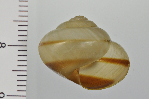  ( - SDNCU-A1165)  @14 [ ] Copyright (2014) Unspecified Specimen depository of the Graduate School of Natural Sciences, Nagoya City University