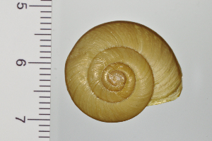  ( - SDNCU-A1193)  @14 [ ] Copyright (2014) Unspecified Specimen depository of the Graduate School of Natural Sciences, Nagoya City University