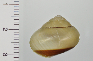  ( - SDNCU-A1173)  @14 [ ] Copyright (2014) Unspecified Specimen depository of the Graduate School of Natural Sciences, Nagoya City University