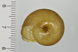  ( - SDNCU-A1193)  @14 [ ] Copyright (2014) Unspecified Specimen depository of the Graduate School of Natural Sciences, Nagoya City University
