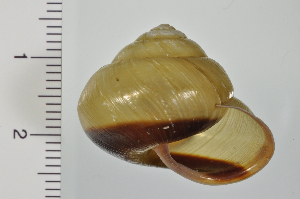  ( - SDNCU-A1178)  @14 [ ] Copyright (2014) Unspecified Specimen depository of the Graduate School of Natural Sciences, Nagoya City University