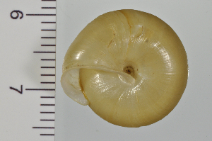  (Satsuma japonica - SDNCU-A1473)  @14 [ ] Copyright (2014) Unspecified Specimen depository of the Graduate School of Natural Sciences, Nagoya City University