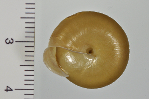  (Satsuma japonica - SDNCU-A1493)  @14 [ ] Copyright (2014) Unspecified Specimen depository of the Graduate School of Natural Sciences, Nagoya City University