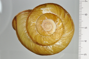  ( - SDNCU-A1194)  @14 [ ] Copyright (2014) Unspecified Specimen depository of the Graduate School of Natural Sciences, Nagoya City University