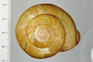  ( - SDNCU-A1194)  @14 [ ] Copyright (2014) Unspecified Specimen depository of the Graduate School of Natural Sciences, Nagoya City University