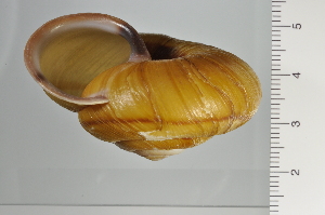  ( - SDNCU-A1194)  @14 [ ] Copyright (2014) Unspecified Specimen depository of the Graduate School of Natural Sciences, Nagoya City University