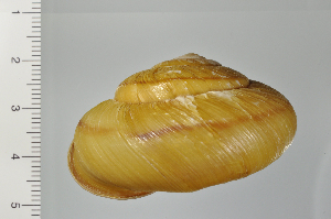  ( - SDNCU-A1194)  @14 [ ] Copyright (2014) Unspecified Specimen depository of the Graduate School of Natural Sciences, Nagoya City University