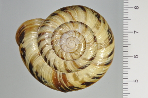  ( - SDNCU-A1125)  @14 [ ] Copyright (2014) Unspecified Specimen depository of the Graduate School of Natural Sciences, Nagoya City University