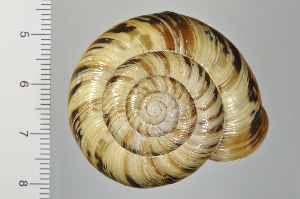  ( - SDNCU-A1125)  @14 [ ] Copyright (2014) Unspecified Specimen depository of the Graduate School of Natural Sciences, Nagoya City University